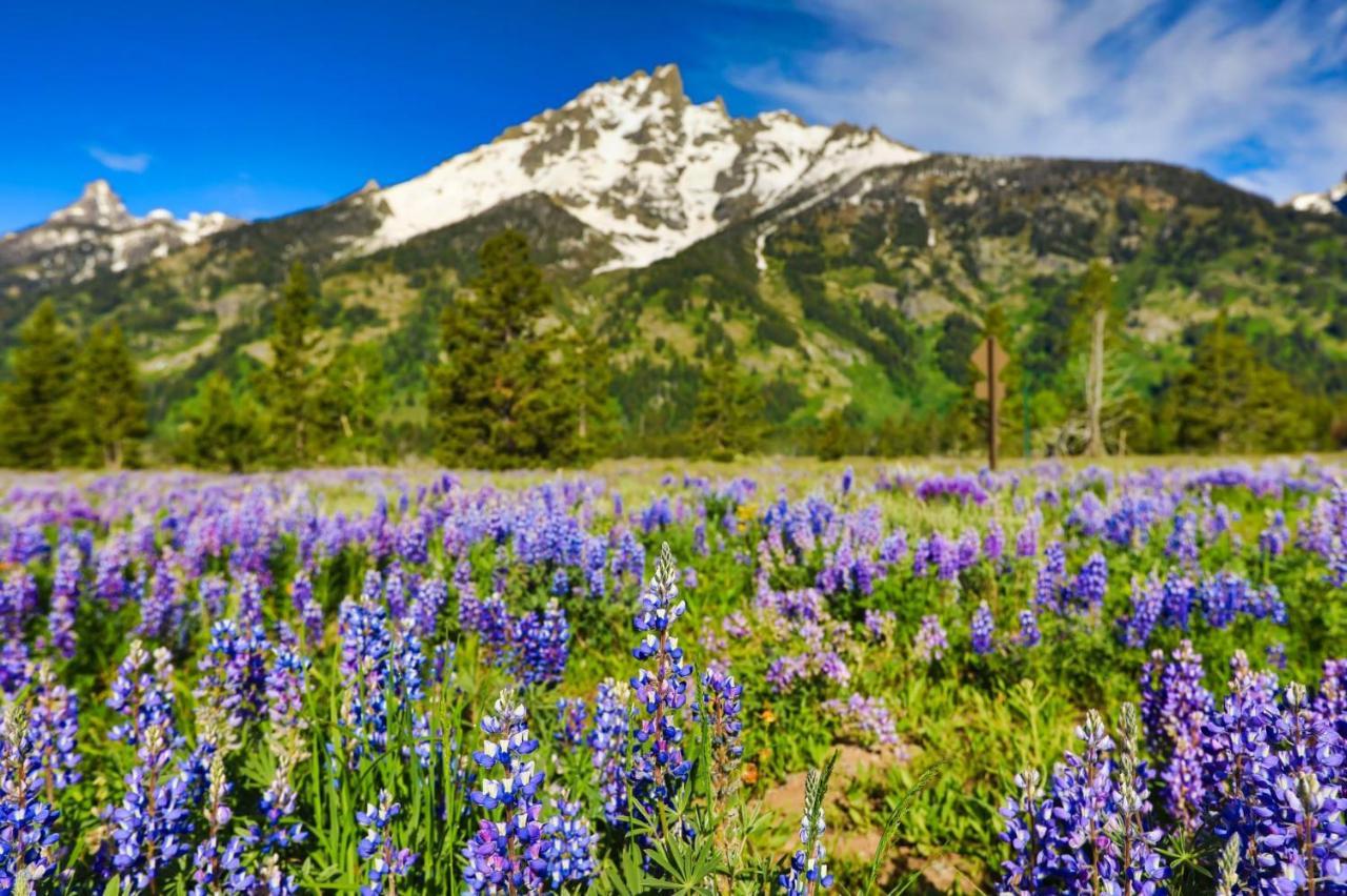 Gravity Haus Jackson Hole Hotel Teton Village Ngoại thất bức ảnh